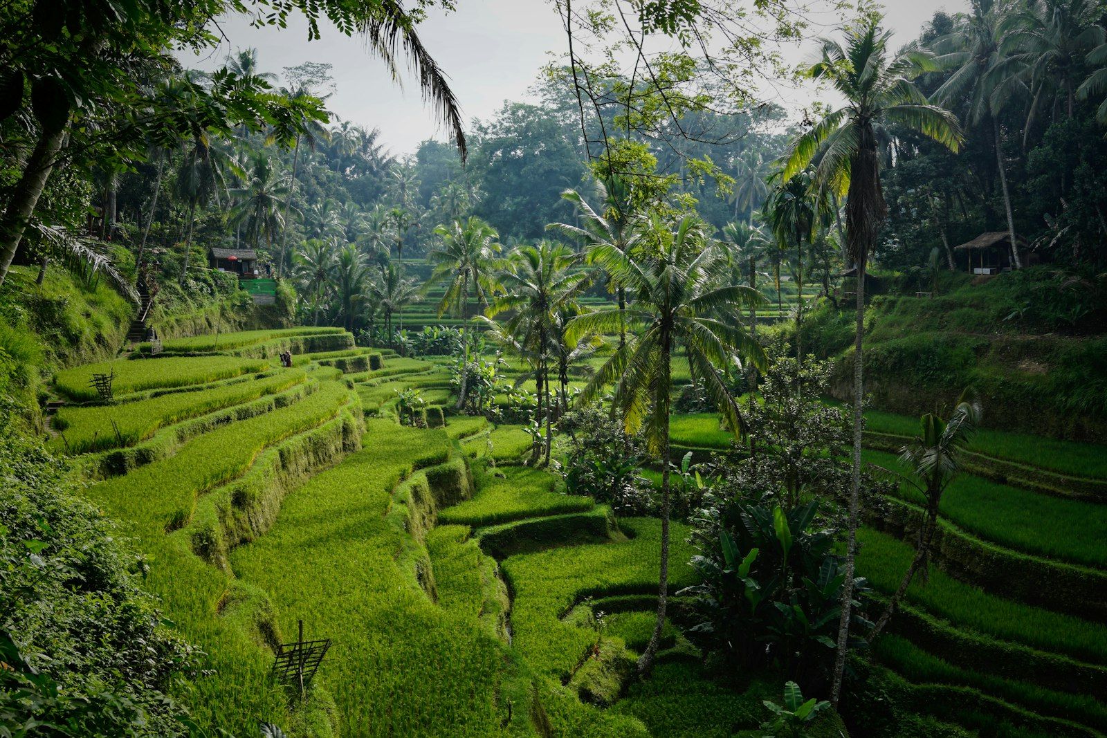 Padma Resort Ubud