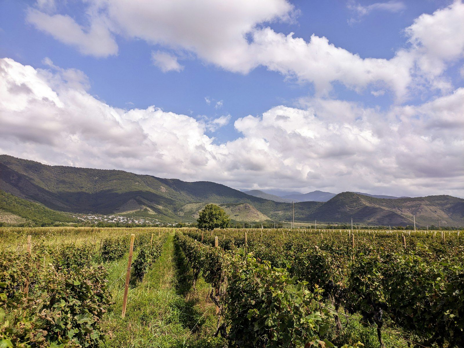 Georgia Country Wine — Tbilisi City & Kakheti Wine Trail