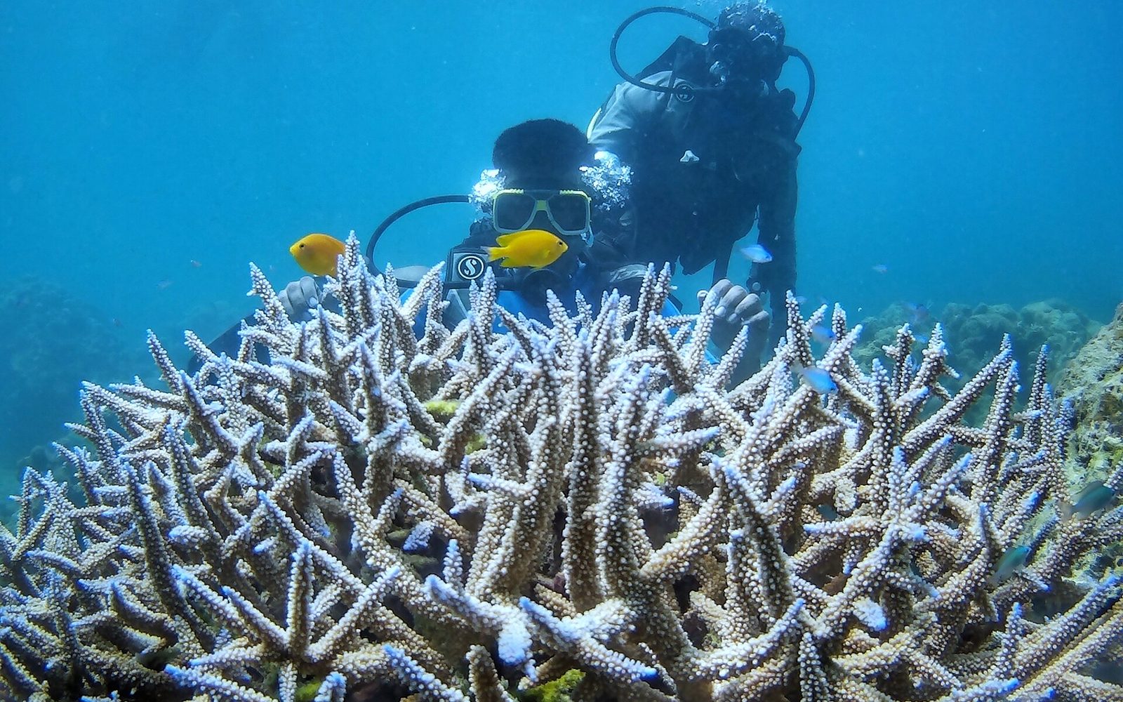 Scuba diver over coral reef near Havelock