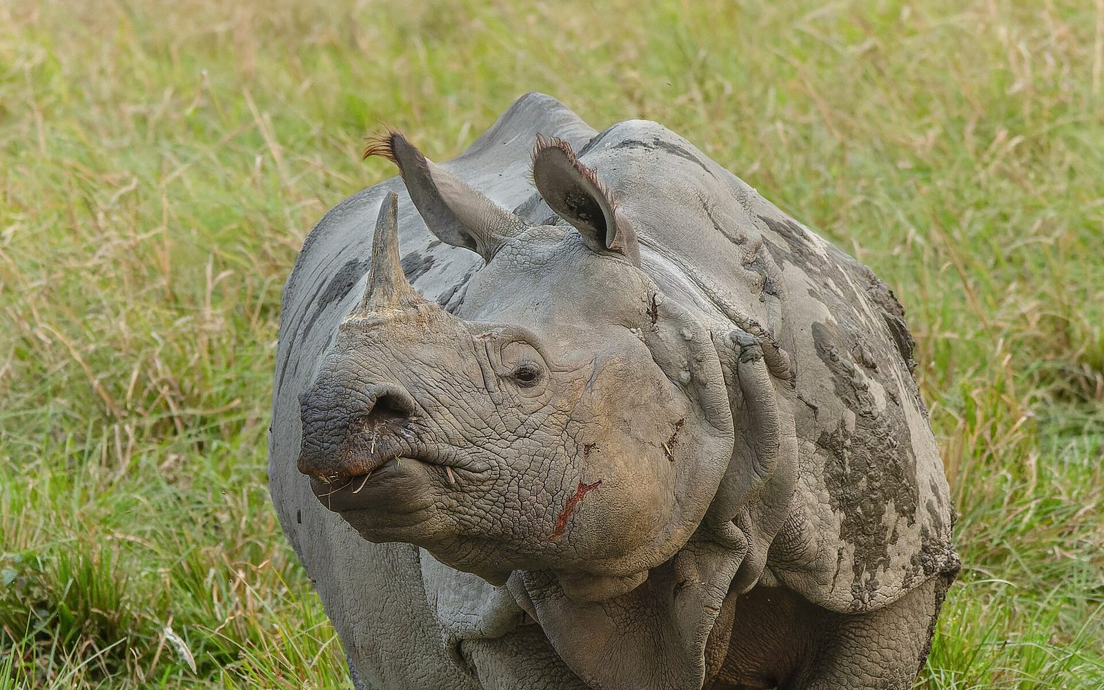 One-horned rhino grazing in Kaziranga National Park
