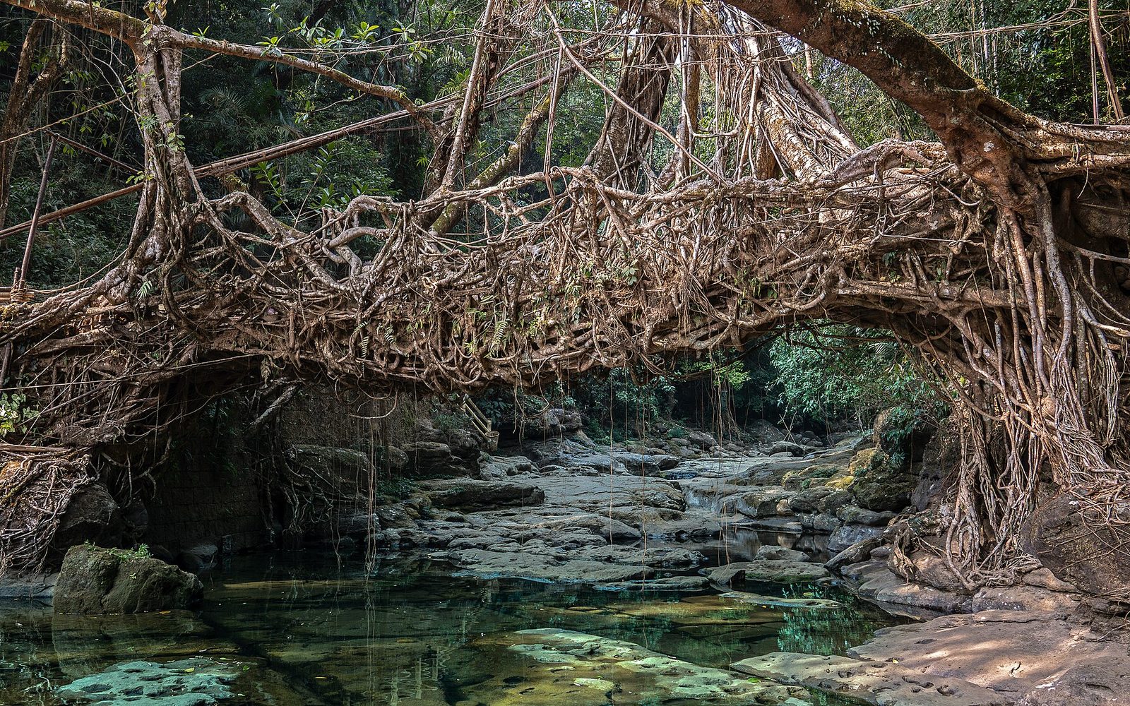 Double-decker living root bridge at Nongriat