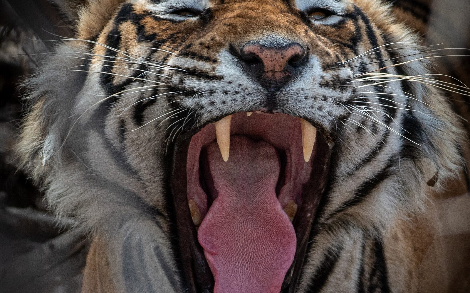 Tiger in the dry forest of Ranthambore National Park