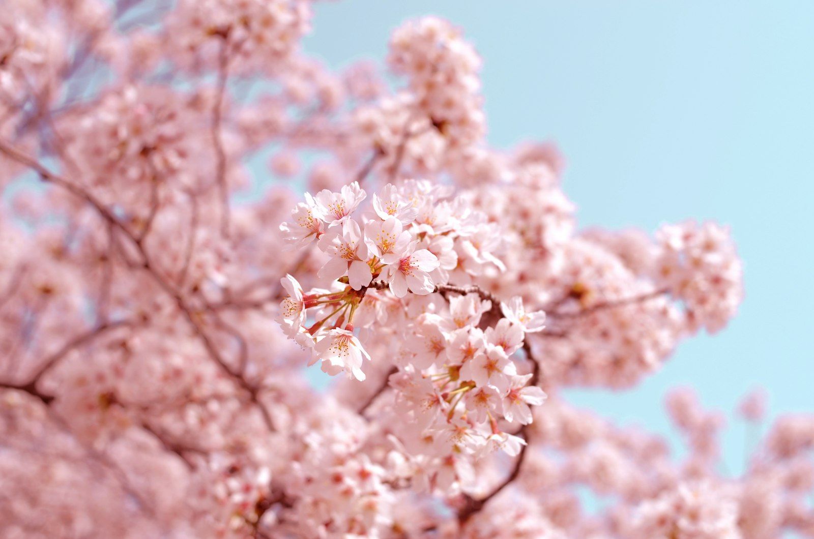 Cherry Blossom Japan — Japan Cherry Blossom Special