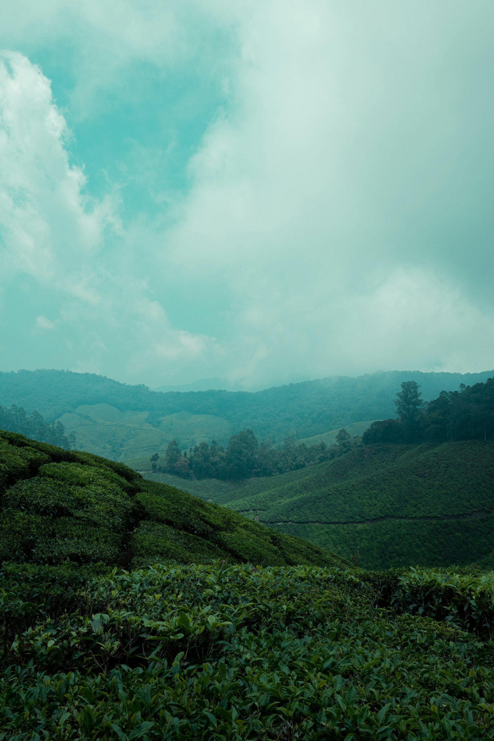 Munnar Tea Plantation — Kerala Family Nature Trail