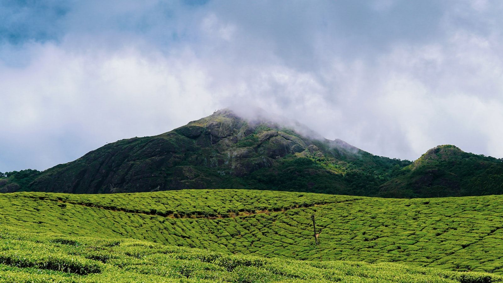Munnar Tea Plantation — Kerala Honeymoon: Hills & Houseboat